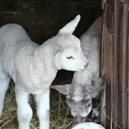 Harry's Place マルシュ・アン・ファメンヌ